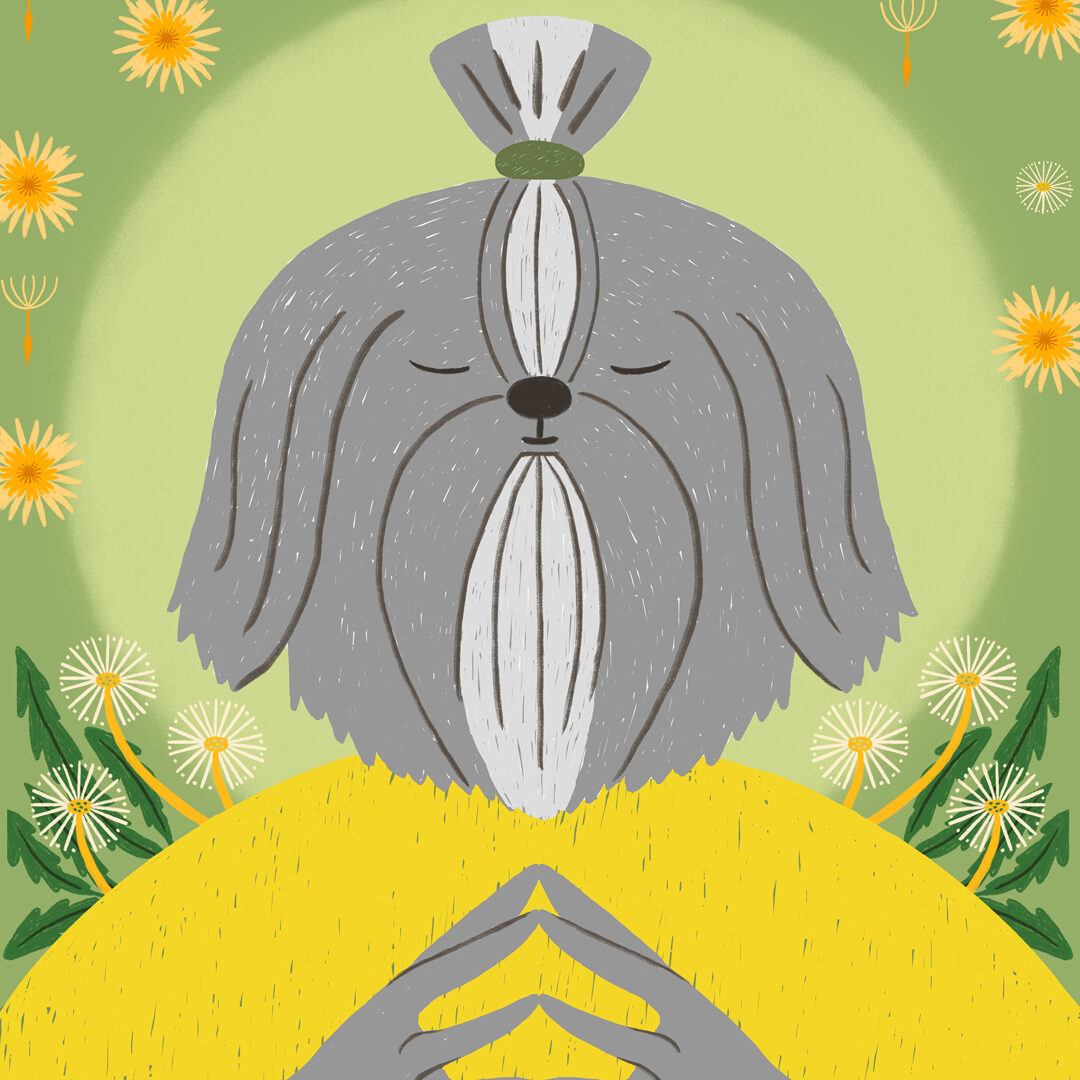 dandelion, meditation, shih tzu, dientito, diente de leon, meditación, love, pet, guru